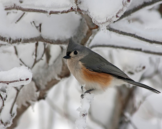 Tufted Titmouse