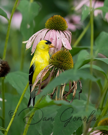 American Goldfinch