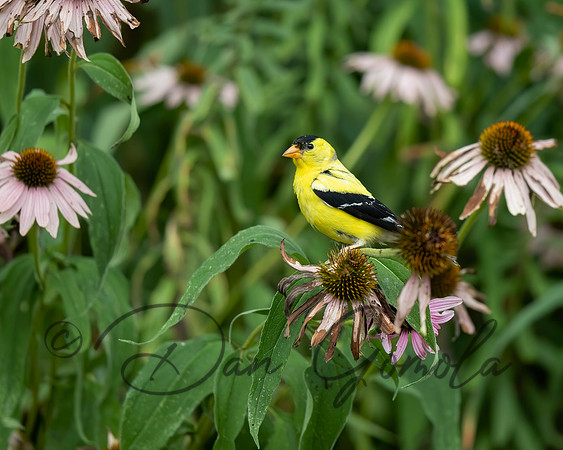 American Goldfinch