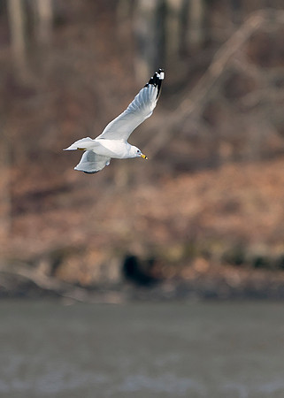 Ring-billed Gull