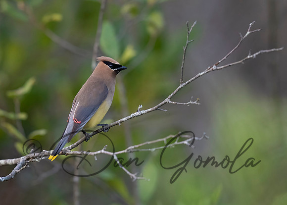 Cedar Waxwing