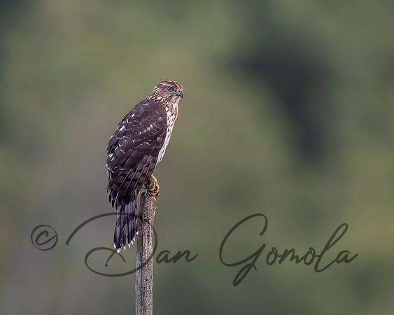 Cooper's Hawk