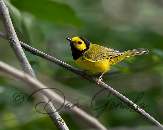 Hooded Warbler