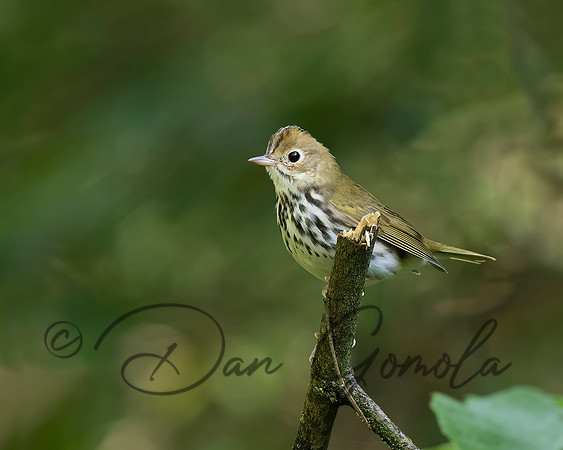 Ovenbird