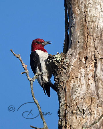 Red-headed Woodpecker