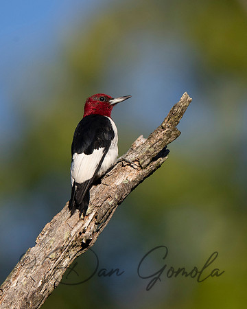 Red-headed Woodpecker