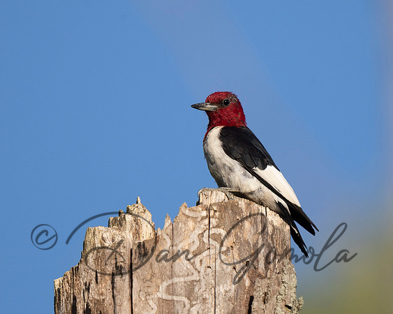 Red-headed Woodpecker