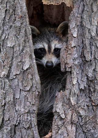 Raccoon