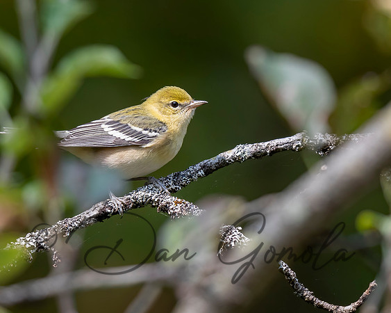 Bay-breasted Warbler