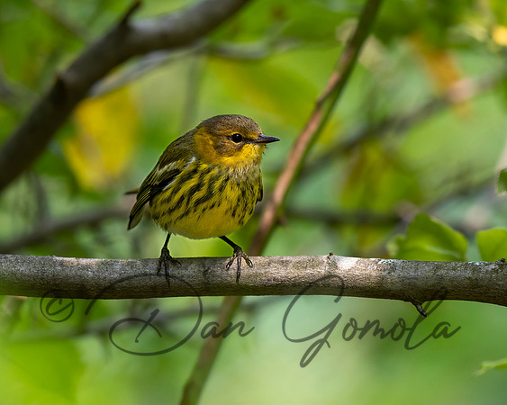 Cape May Warbler