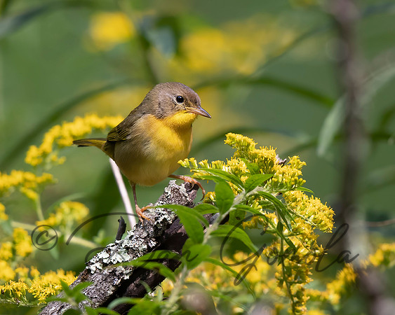 Common Yellowthroat