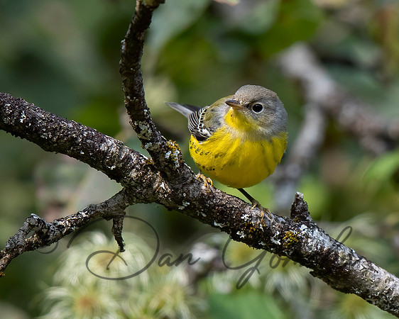 Magnolia Warbler