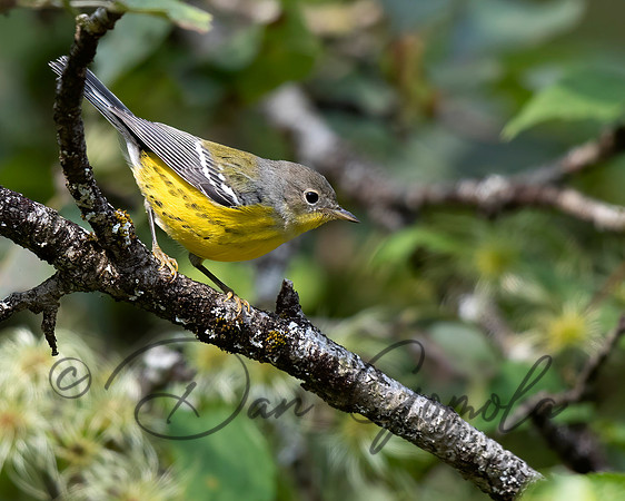 Magnolia Warbler