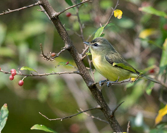 Philadelphia Vireo