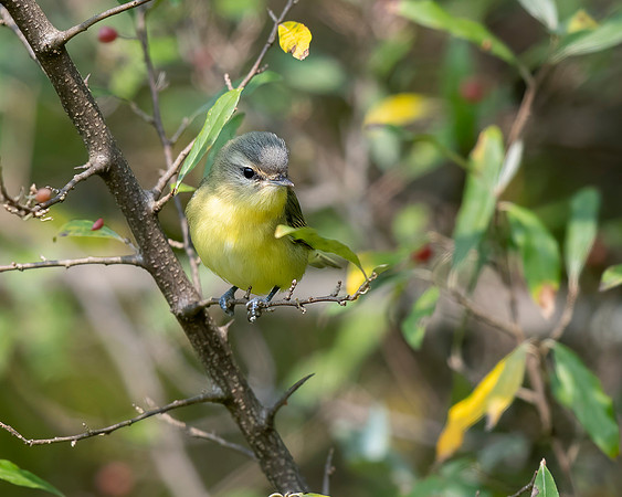 Philadelphia Vireo