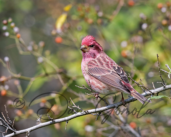 Purple Finch