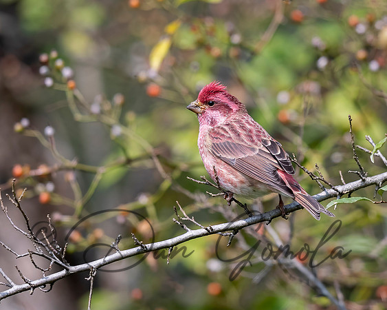 Purple Finch