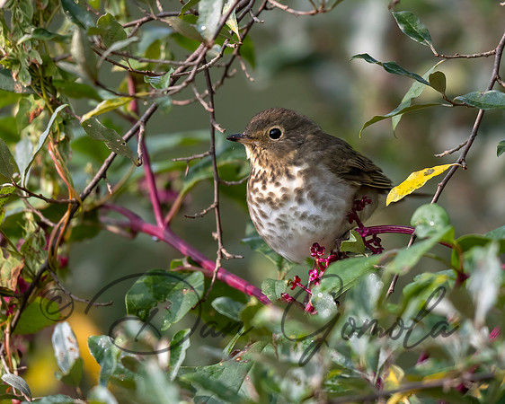 Swainson's Thrush