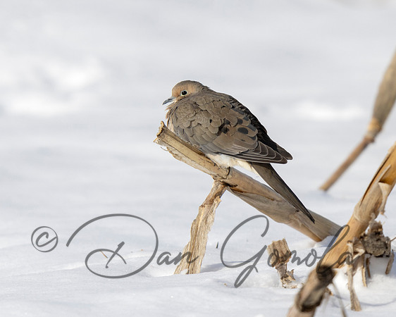 Mourning Dove