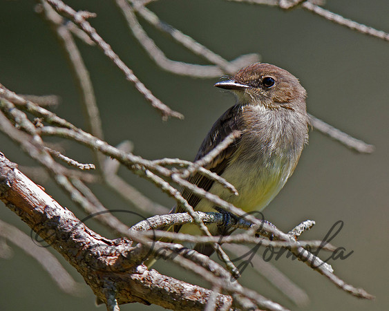 Eastern Phoebe