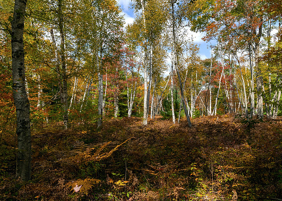 Marion Brooks Natural Area