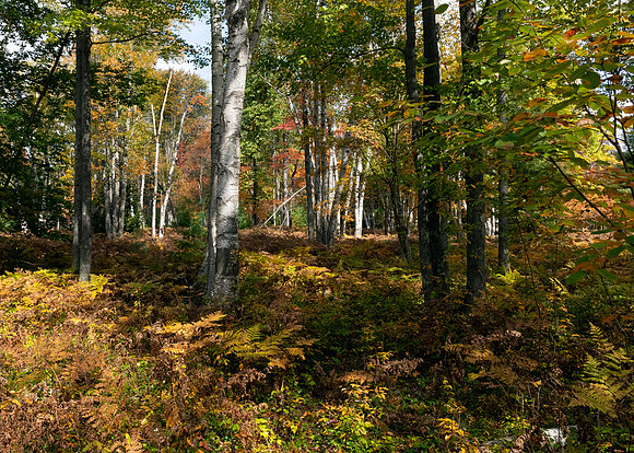 Marion Brooks Natural Area