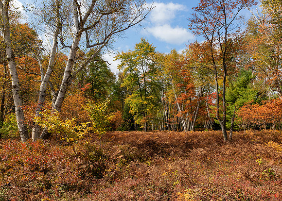 Marion Brooks Natural Area