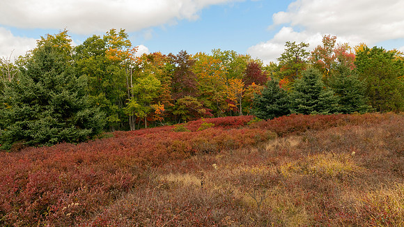 Marion Brooks Natural Area