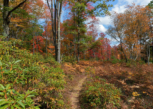 Marion Brooks Natural Area