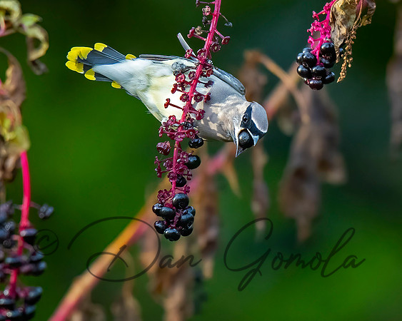 Cedar Waxwing