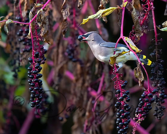 Cedar Waxwing