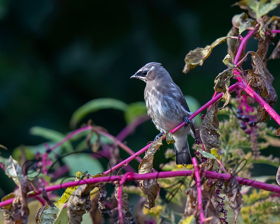 Cedar Waxwing