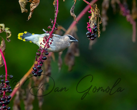 Cedar Waxwing