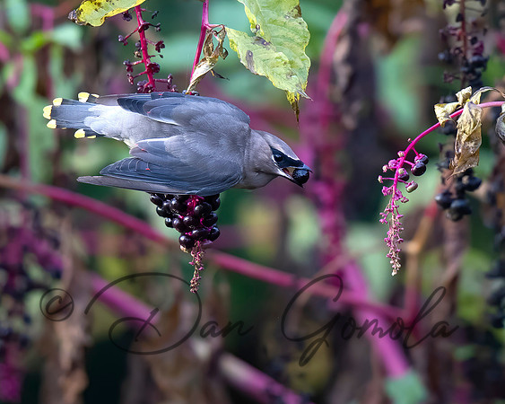 Cedar Waxwing