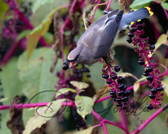 Cedar Waxwing