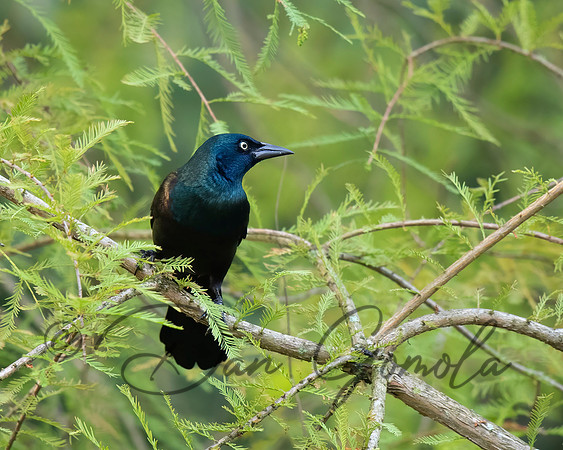 Common Grackle