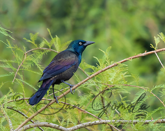 Common Grackle