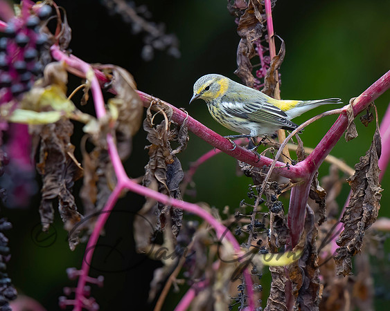 Cape May Warbler