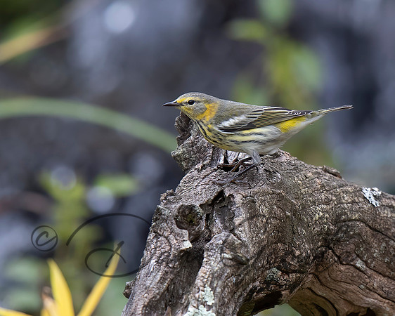 Cape May Warbler