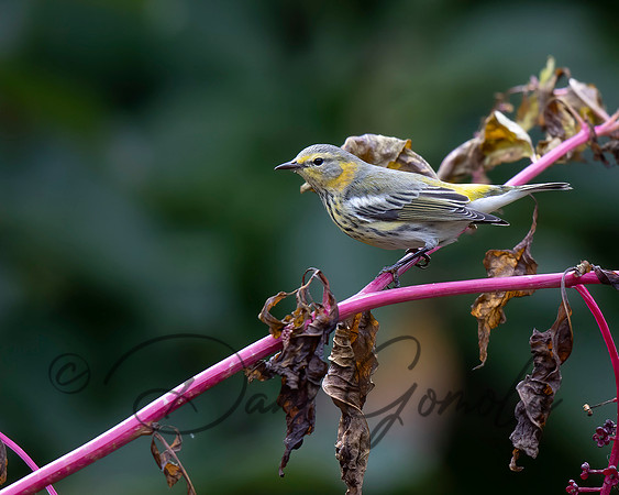 Cape May Warbler