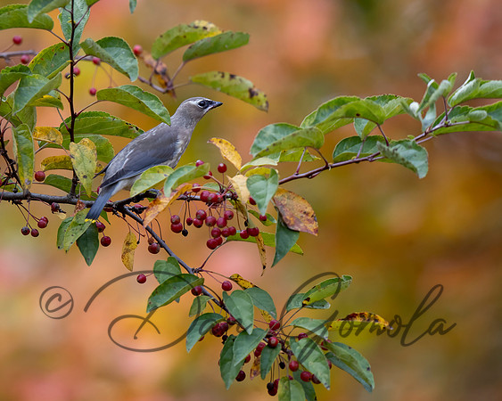 Cedar Waxwing