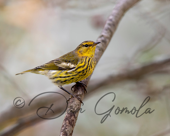 Cape May Warbler