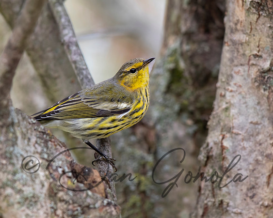 Cape May Warbler