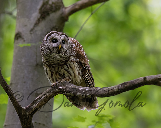 Barred Owl