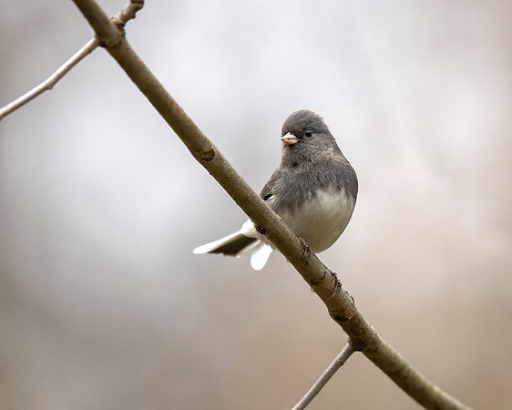Dark-eyed Junco