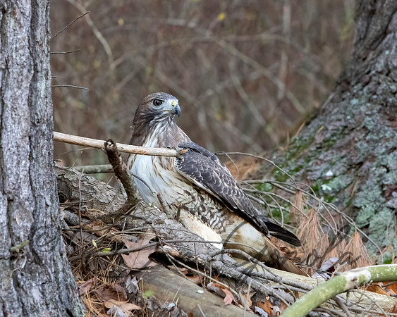 Red-tailed Hawk