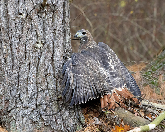 Red-tailed Hawk