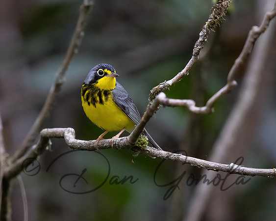 Canada Warbler