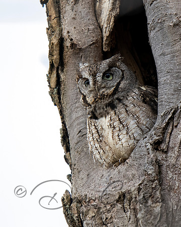 Eastern Screech Owl