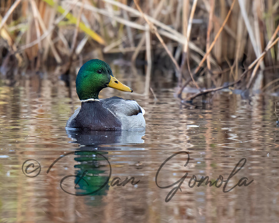 Mallard Duck